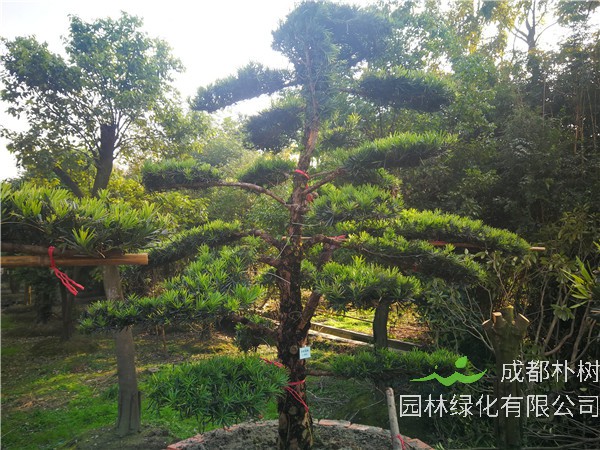 绵阳市罗汉松23公分价格28000-32000元【基地直销】低价批发